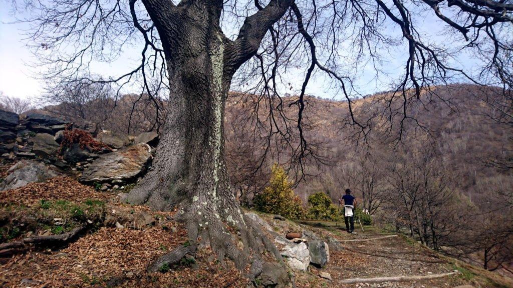 in questa zona si trovano moltissimi alberi maestosi e antichi, soprattutto quercie e faggi isolati.