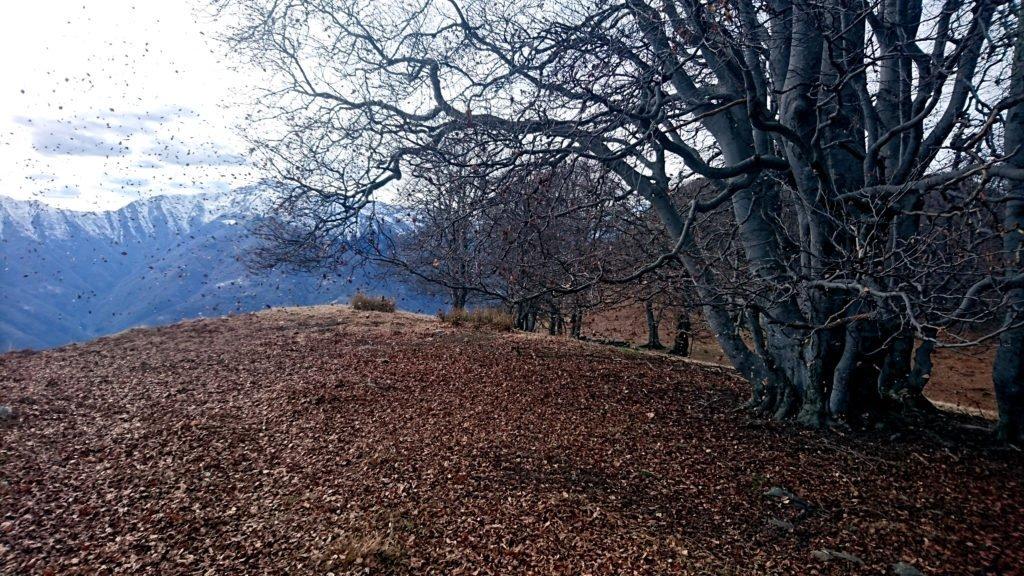 altre foglie ballerine: il bosco, ripido sul versante della Val Grande, sembra essere in festa, come se sentisse la primavera