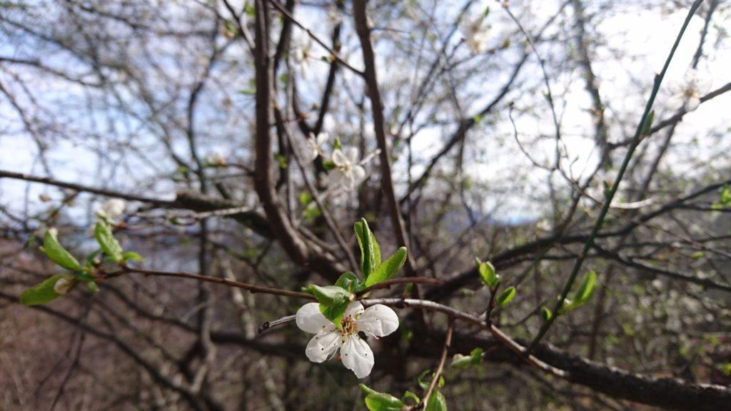 la natura si risveglia, i prunus sono carichi di fiori quando gli altri alberi hanno ancora appena ripreso la fase vegetativa e si intravedono i primi verdissimi germogli