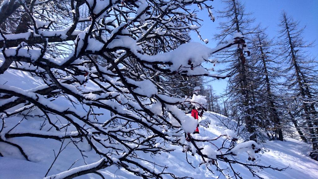 Dettagli di bosco innevato.....goduria per noi.....anche se l'inverno quest'anno ci sta facendo patire più del solito