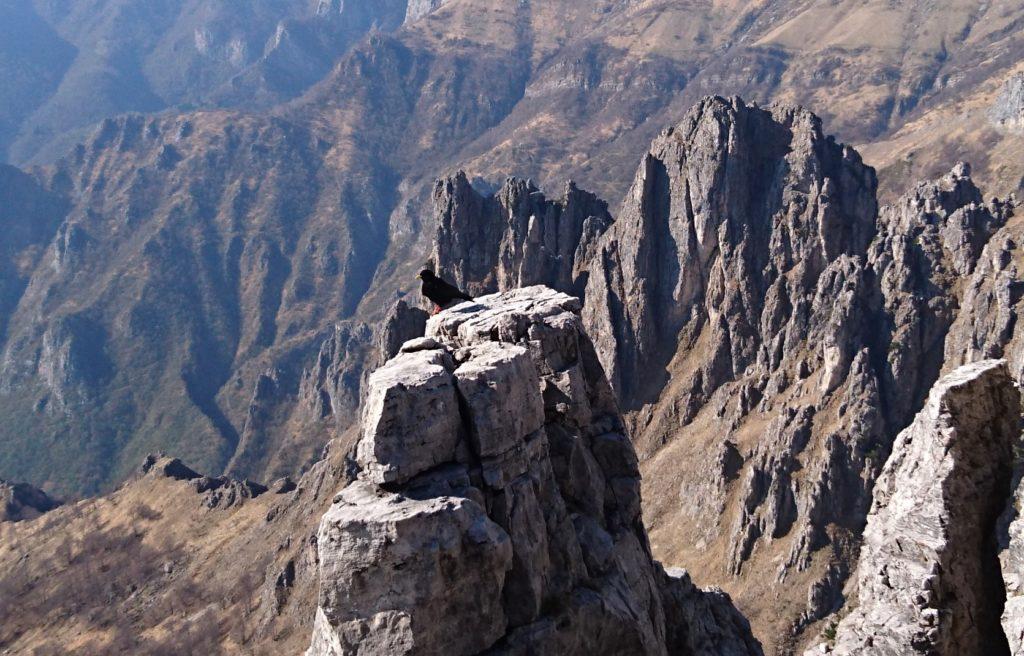 Gracchio alpino in attesa accanto alla cima, nella speranza che ci sia un po&#039; di pappa anche per lui