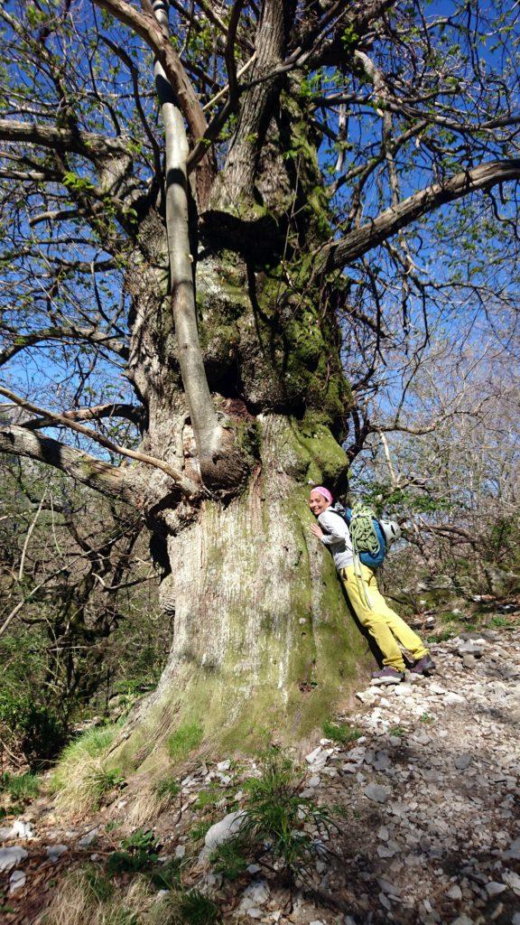 In salita verso la Capanna Garnerone troviamo diversi alberi antichi dal fusto gigante