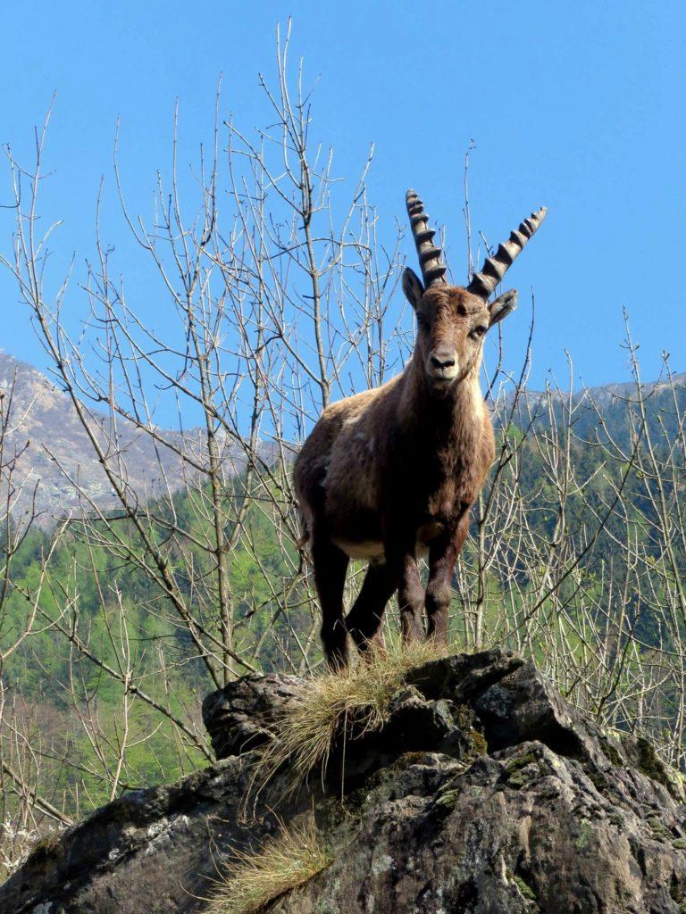 Dettaglio di questo splendido stambecco all&#039;inizio del nostro cammino