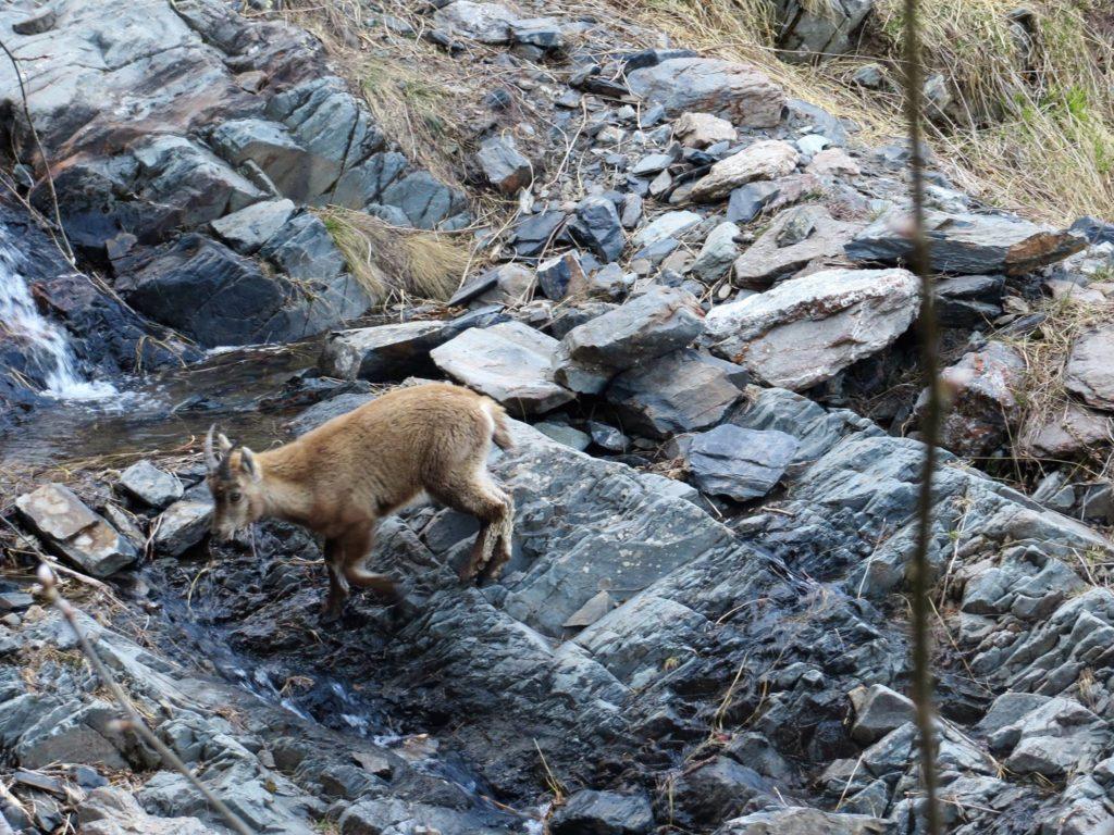 Arrivati al torrente, ci sono altri giovani stambecchi che bevono e zompettano qua e la