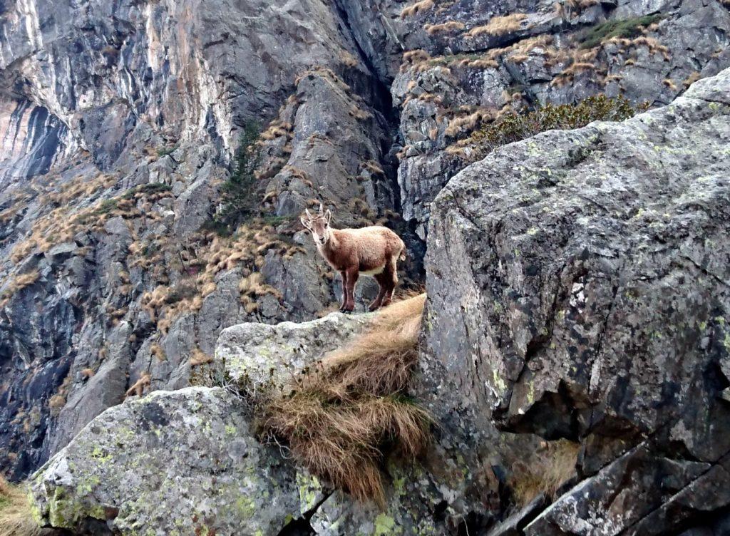 Siamo sotto la balza rocciosa del rifugio Coca. Anche qui ci attende un giovane stambecco