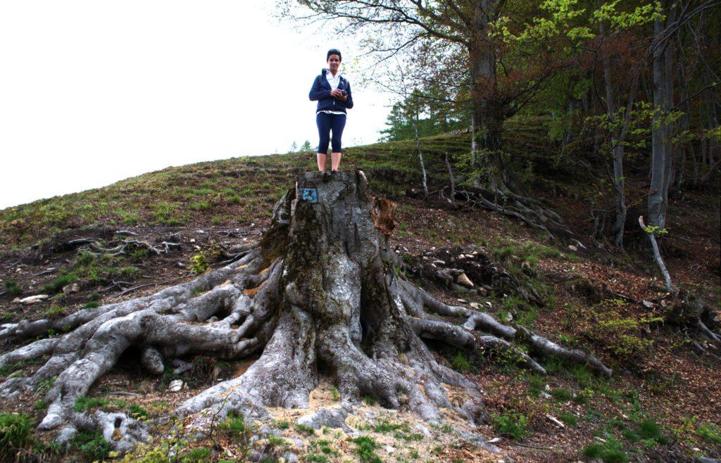 nei pressi di Ariale ci imbattiamo in questo gigante, purtroppo tagliato da poco (si spera per valide ragioni)