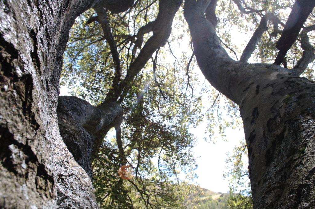 il faggio del Piancone: fotografarlo per intero è quasi impossibile. lui da solo è una foresta