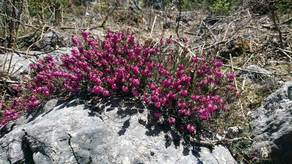 Qua attorno è pieno zeppo di erica in tutte le salse