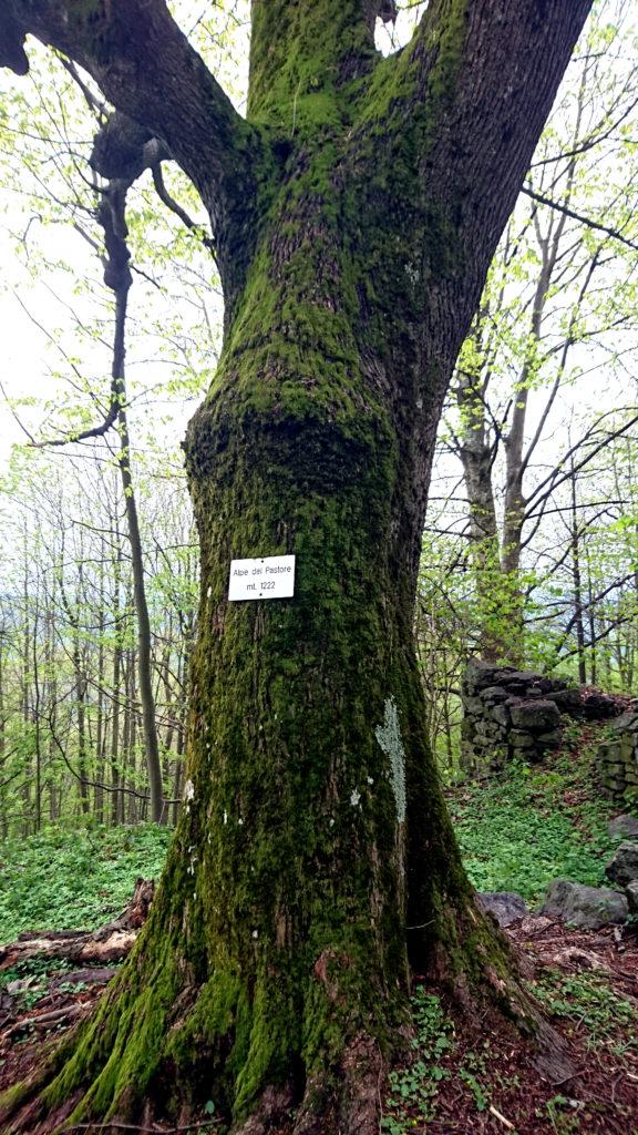 Questo bell'albero muschiato ospita la targa dell'alpe