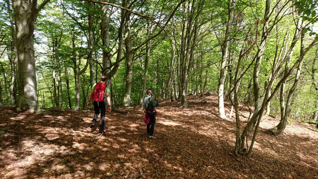 il cuggi e la cuggi in discesa nel bellissimo bosco di faggi che visiteremo facendo l&#039;anello di discesa