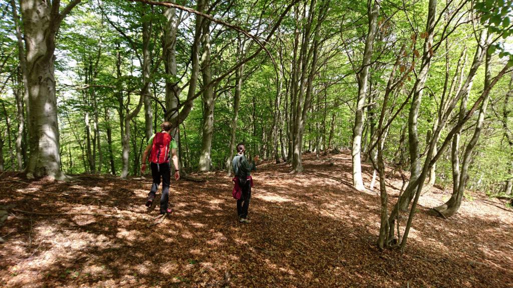 il cuggi e la cuggi in discesa nel bellissimo bosco di faggi che visiteremo facendo l'anello di discesa