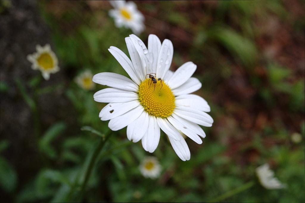 Flora e fauna dell&#039;alpe Casavei in una splendida macro