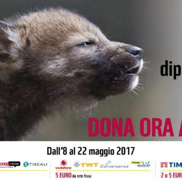 SOS LUPO: a lanciarlo è il WWF – Perché si fa presto a dire “al lupo!”