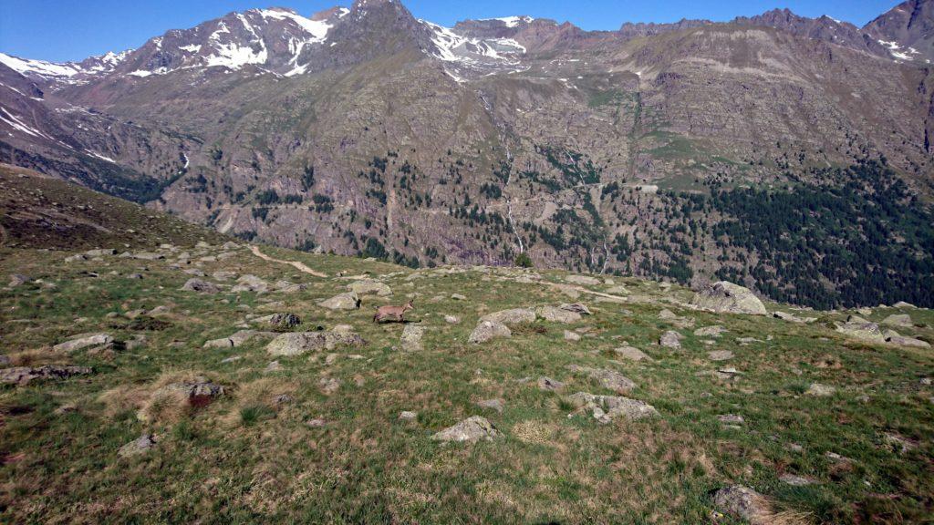 Usciti dal bosco vediamo zompettare in giro questo giovane camoscio che si tiene a dovuta distanza da noi ma senza scappare