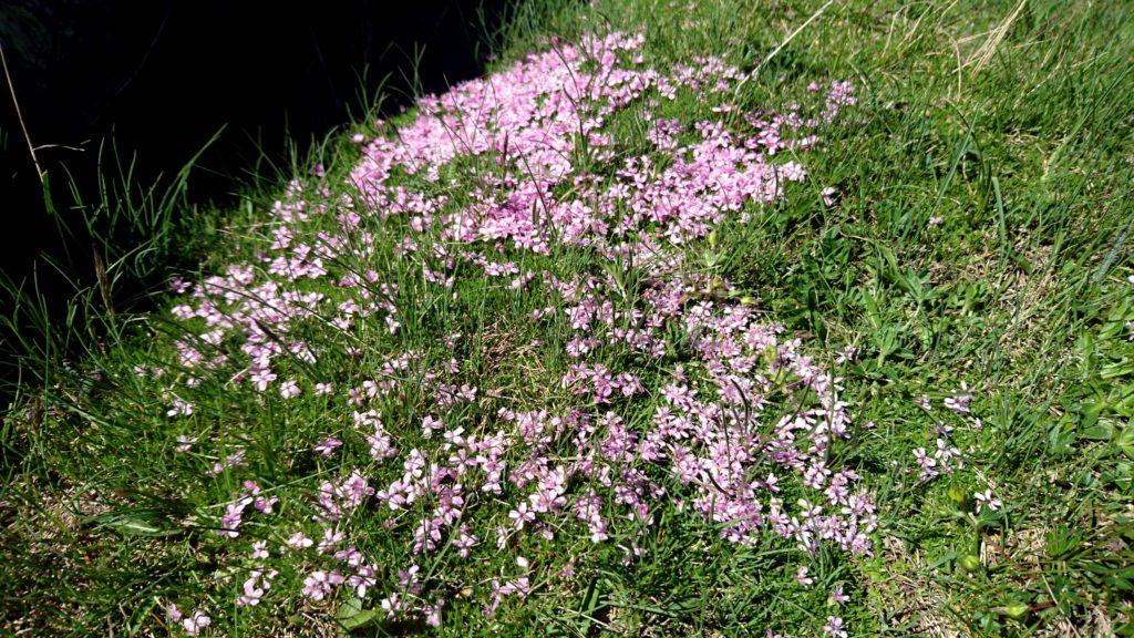 Uno dei tanti tipi di fiori di montagna che oggi hanno fatto da padroni lungo la nostra passeggiata