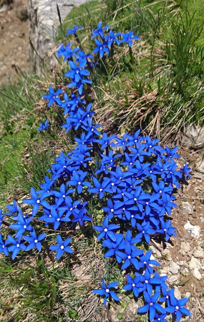 Altri bei fiori lungo la strada del ritorno