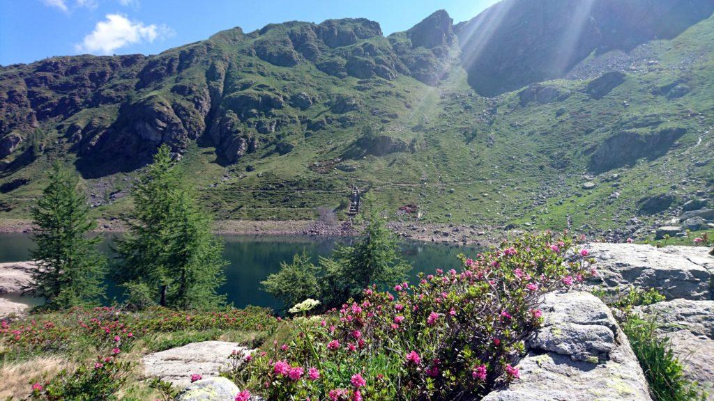 i rododendri sono in piena fioritura, creando contrasti di rara bellezza