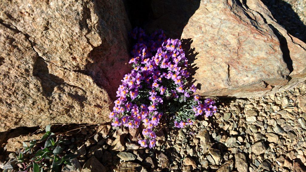 Non so i nomi dei fiori, ma questi erano proprio carini