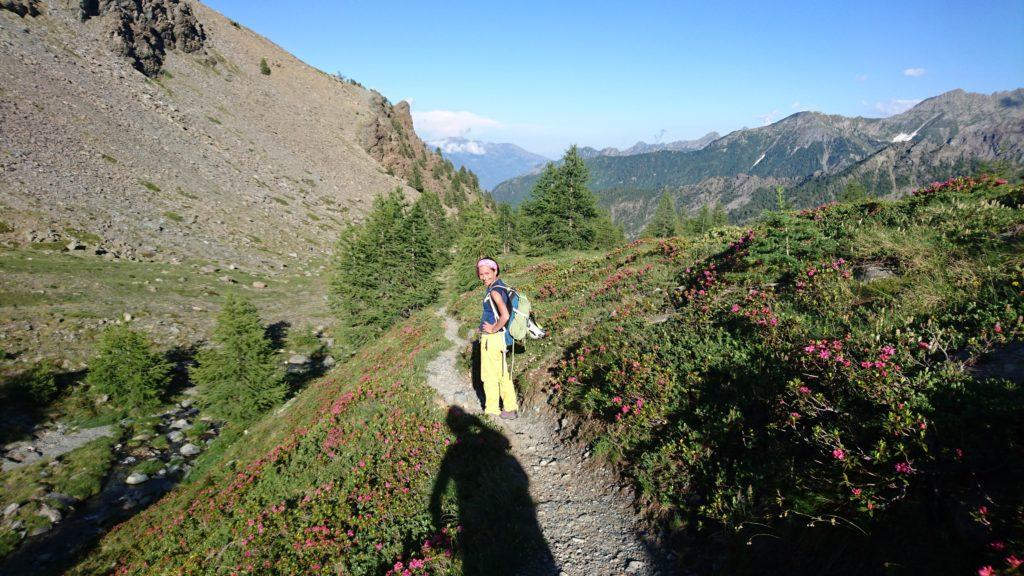 Il sentiero di discesa passa in mezzo ai rododendri in fiore