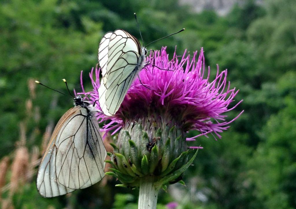 due bellissime farfalle in posa per noi a pochi metri dalla cascata della Merdarola
