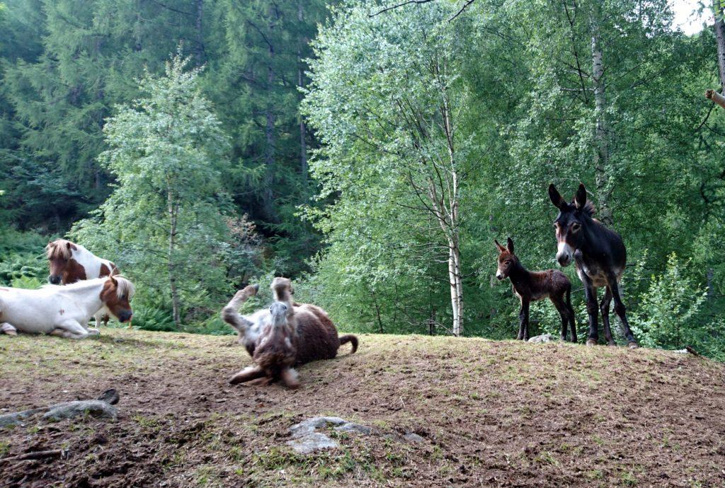 Nella radura a monte della cascata, troviamo questo gruppo di asini a cavallini. Un asino si rotola facendoci lo show di benvenuto