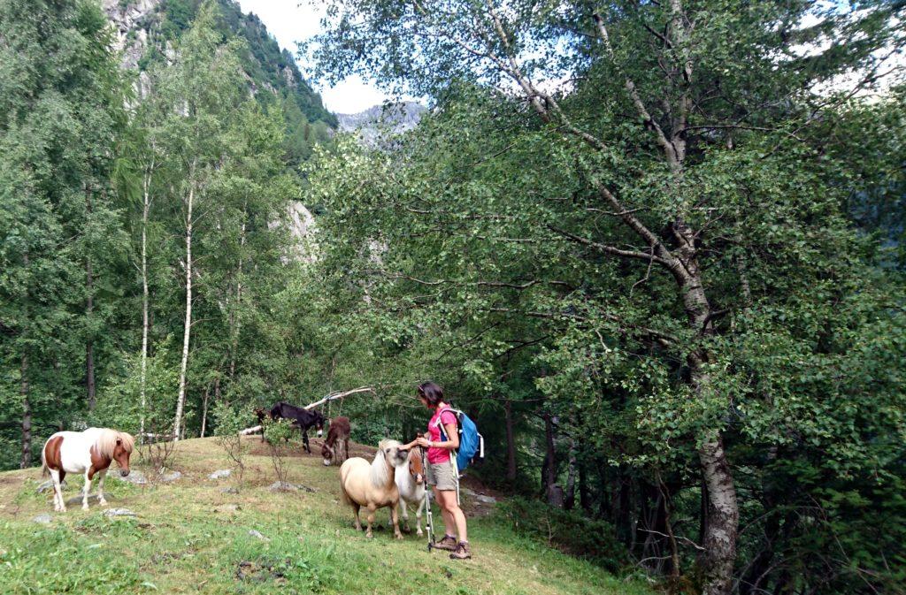 Erica in brodo di giuggiole tra gli asini e i cavallini in festa per il nostro arrivo