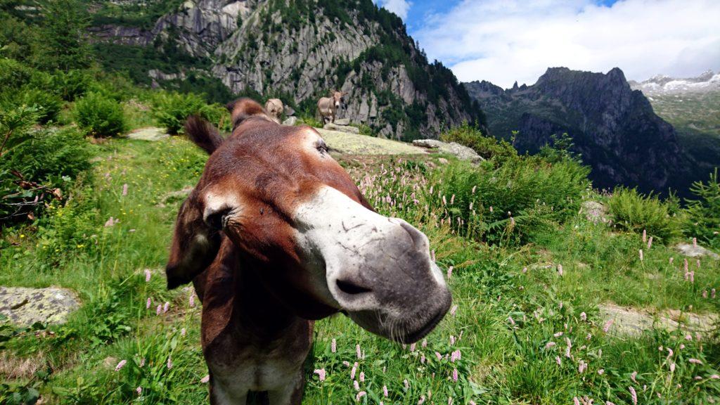 Andare fuori strada è stato quantomeno ripagato da queste belle facce da asino