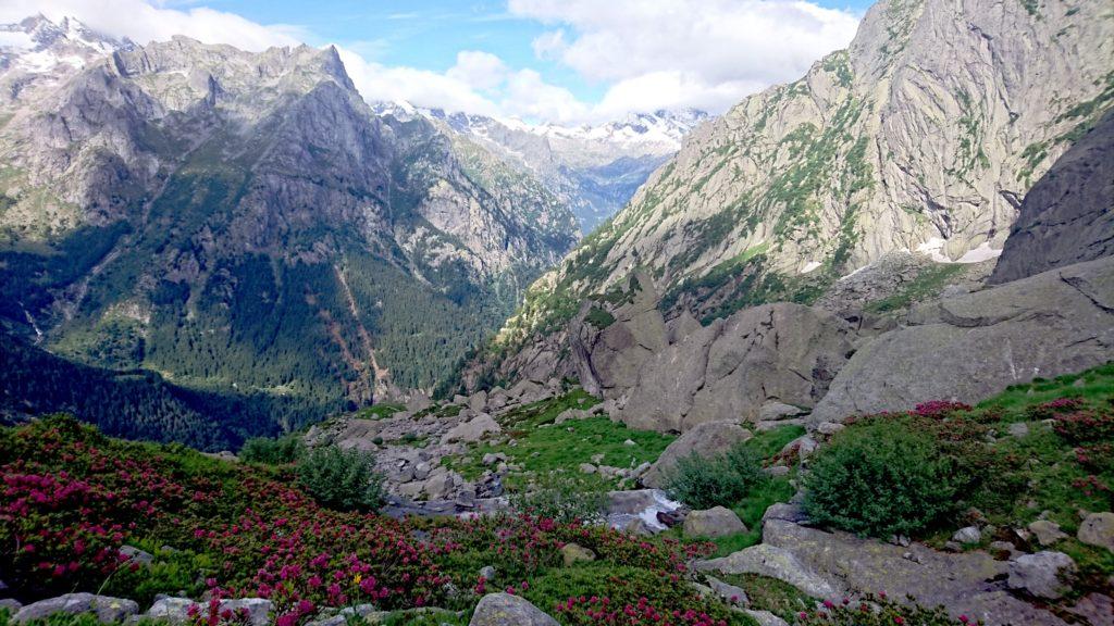 scorcio della valle dell&#039;Oro con i rododendri in fiore ed i massoni giganti che la contraddistinguono