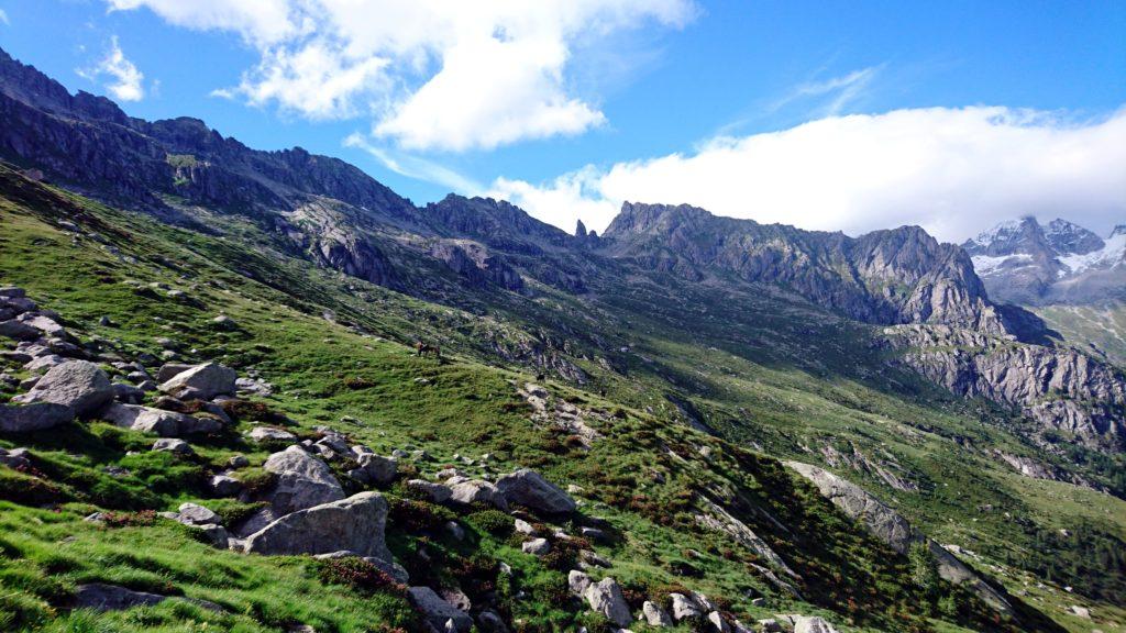 Il rifugio Omio è ancora un po&#039; in là. Intanto avvistiamo l&#039;ennesimo branco di muli al pascolo