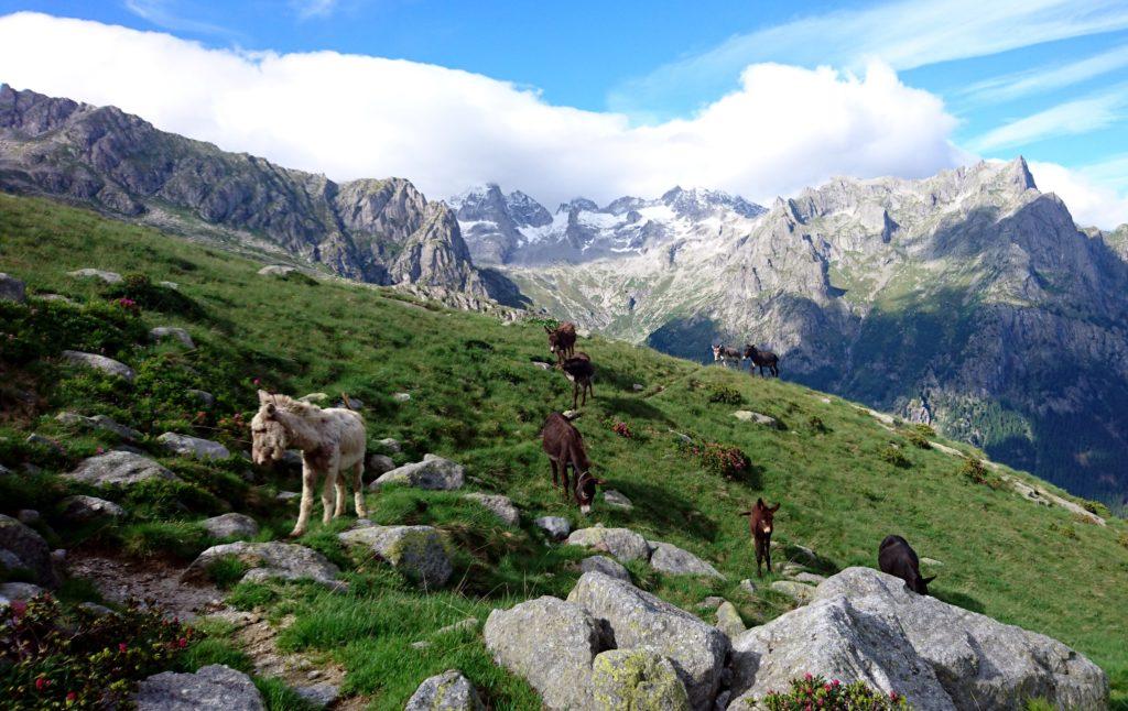 I muli qui non se la passano poi così male.......va che vista!!