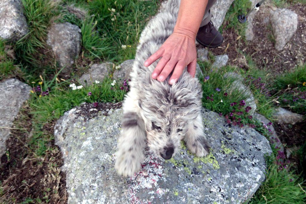 Scendendo dal rifugio Omio, poco più a valle troviamo i pastori e questo meraviglioso pelosotto simpaticissimo che ci seguirà verso valle finché uno dei figli del pastore non verrà a riprenderselo