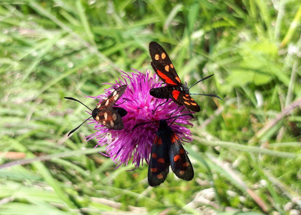 Questo fiore è particolarmente ambito, e noi ne approfittiamo per fare una bella macro!