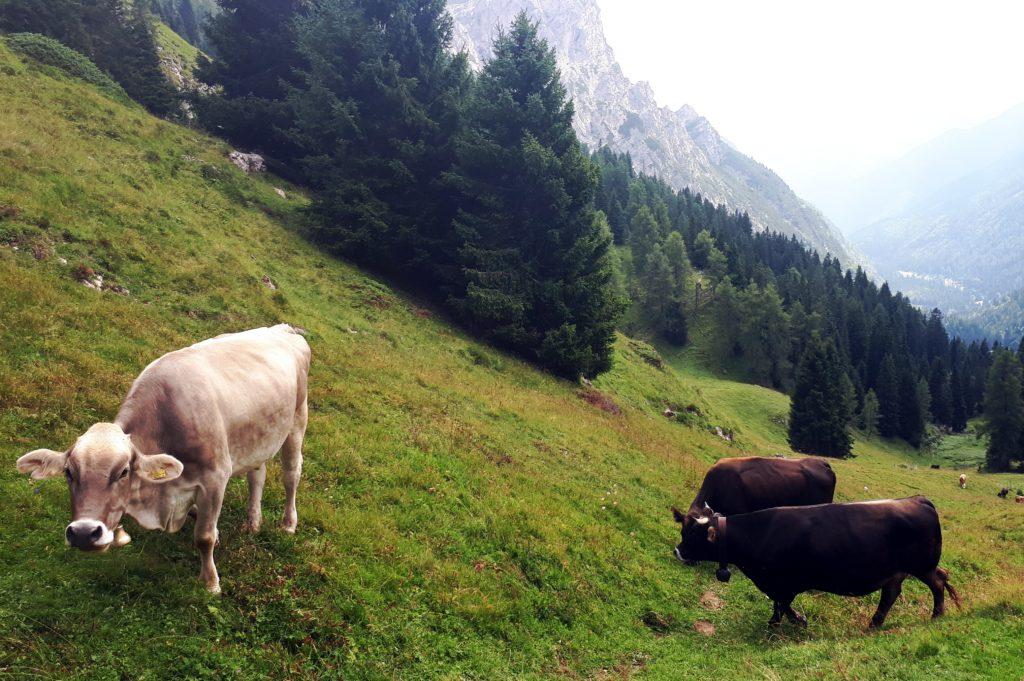 Siamo in prossimità della malga Movlina. Qui abbandoniamo il sentiero e risaliamo verso il passo della Bregn de l'Ors da cui potremo scendere verso il lago di Valagola riprendendo il sentiero di salita