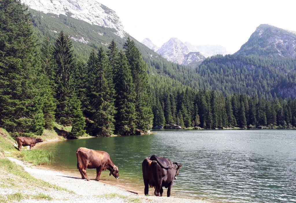 Muuuuuucche all'abbeveratoio naturale regalato dal lago di Valagola. Loro si che stanno bene!