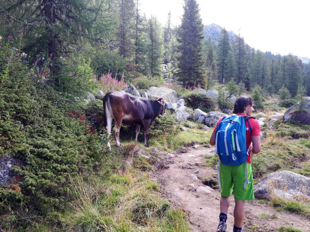 Io e le mucche attorno al lago