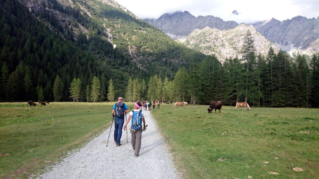 eccoci tornati alla mucca-zone, dunque all'auto ed al termine di questa intensa giornata