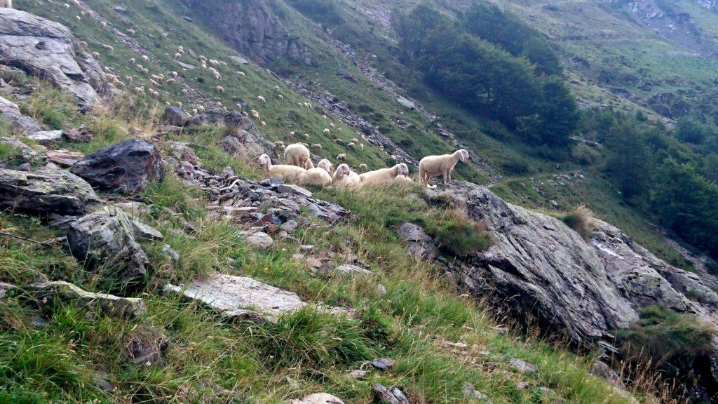 arrivati al bivio tra il sentiero diretto e quello panoramico, troviamo questo enorme gregge di pecore che ci saluta