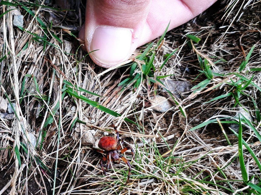 giunti un po' più in basso ci imbattiamo in questo curioso ragno rosso