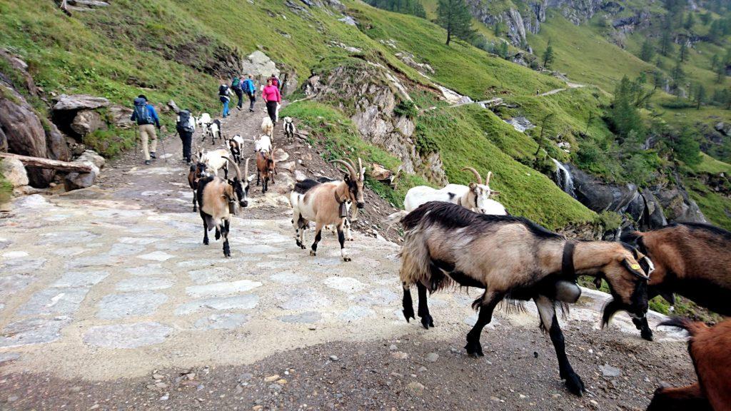 attraversamento gregge in corso