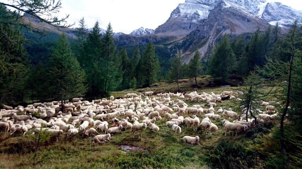 il bianco della neve e quello delle pecore fanno da contrappunto al verde dei boschi