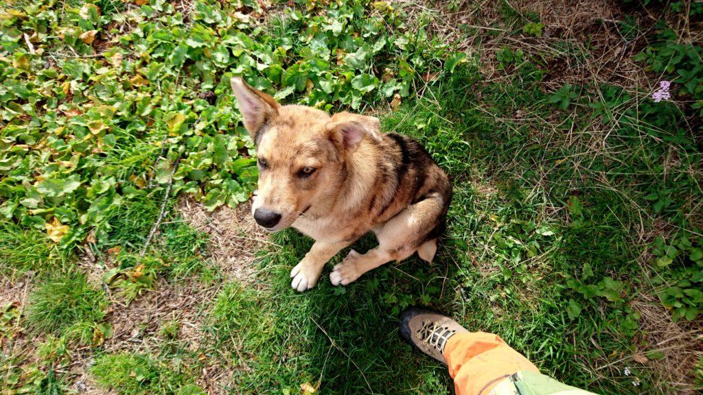 faccia da cane: il cucciolo, a giudicare dalle zampotte, crescerà parecchio