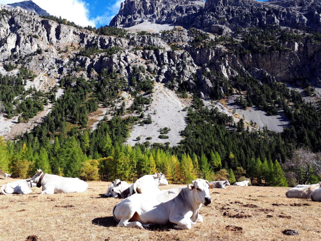 Al pascolo qui in valle ci sono queste bellissime fassone piemontesi, tutte grandi e muscolose