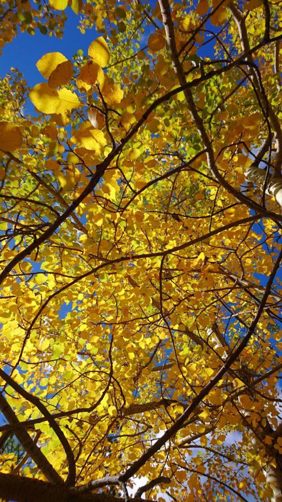 oggi i colori sono abbaglianti e intensi. Adoro l'autunno!!!