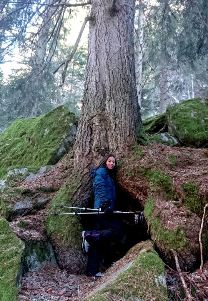 Questo bellissimo albero regala un perfetto riparo naturale in caso di maltempo