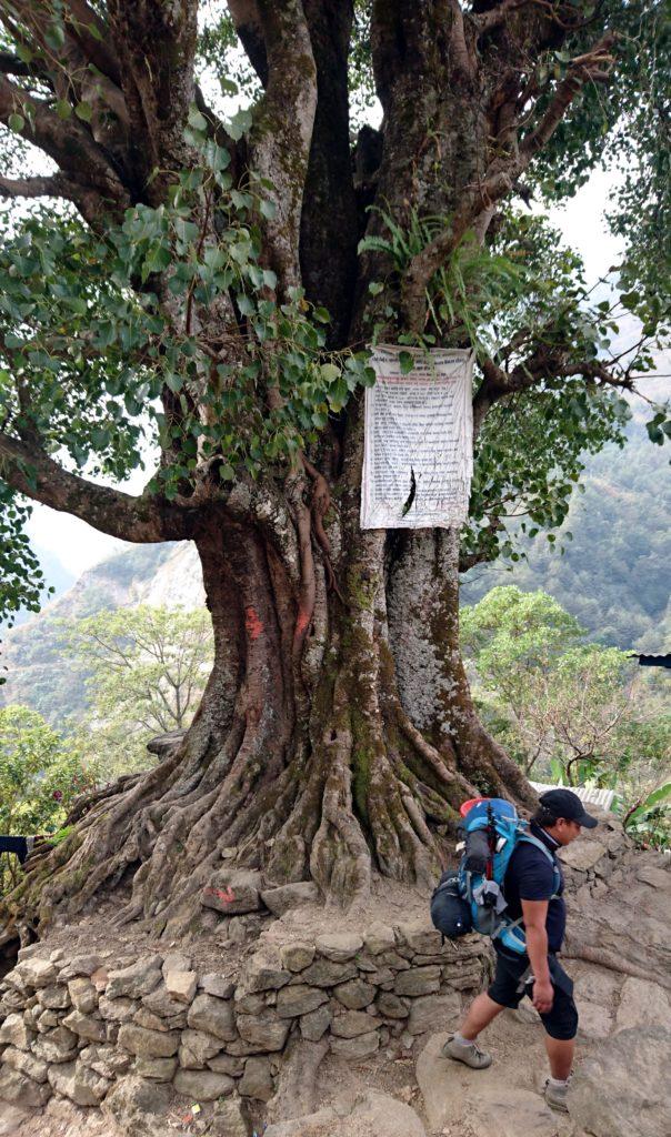 altro albero sacro lungo il percorso