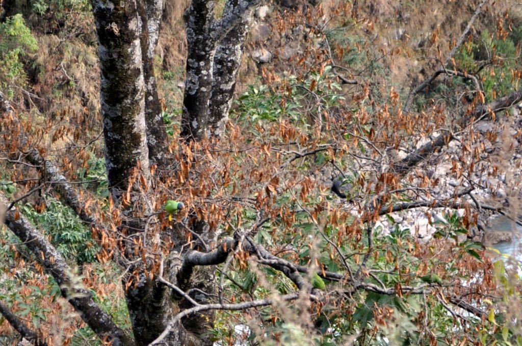 quest&#039;albero è pieno di pappagallini verdi