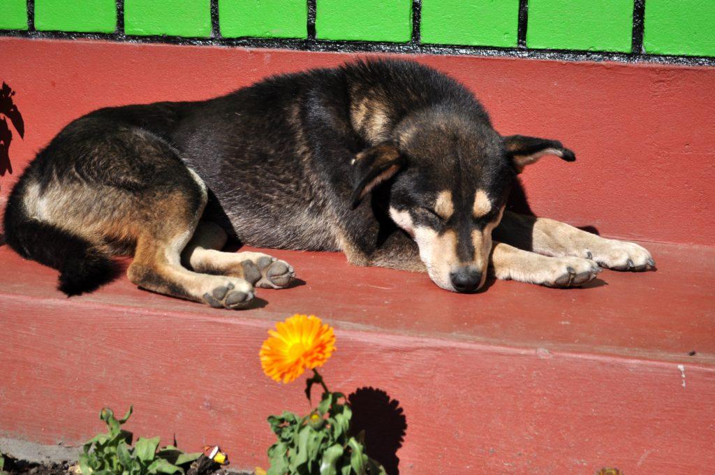 A Tal ci fermiamo in una guest house a mangiare. Il cane della guest house si gode lo splendido sole di oggi