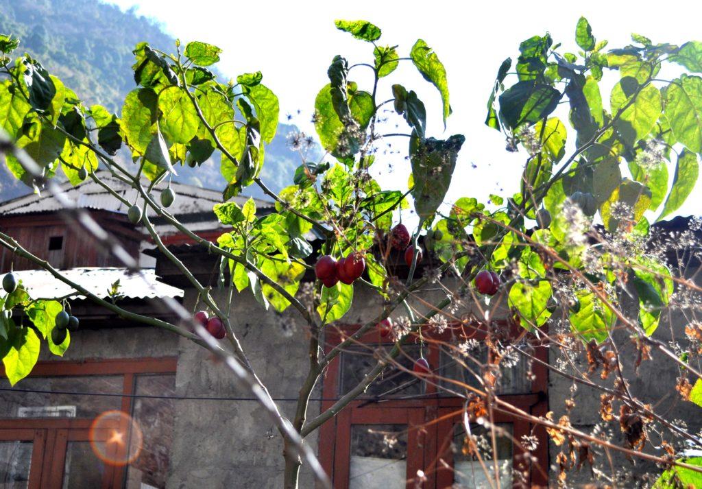 Una pianta di pomodori locali. A vederli così pensavamo fossero prugne o robe del genere!