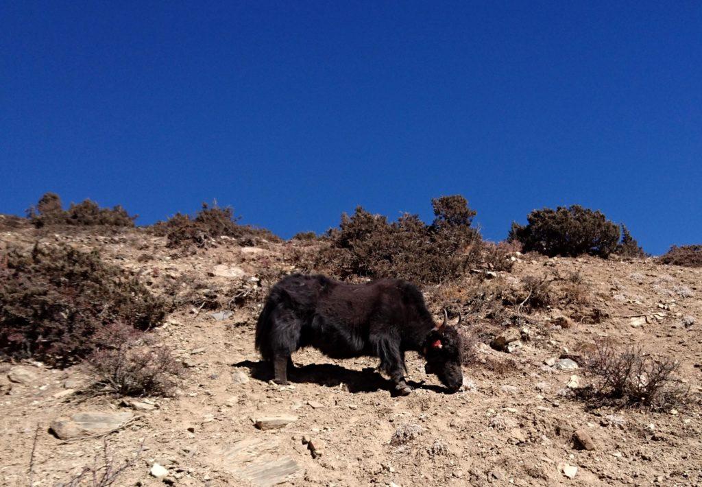 yak, anche loro alla ricerca di qualche cespuglietto commestibile