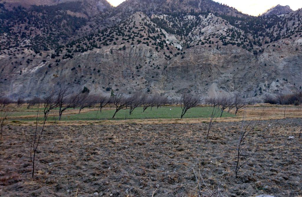 alberi da frutto (meli?) cresciuti con l&#039;inclinazione data loro dal perenne soffiare del vento